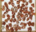 Lot: Twinned Aragonite Clusters - Pieces #103616-2
